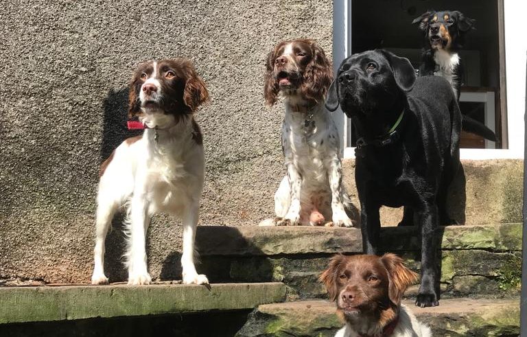 Our Dogs
