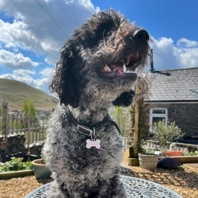 Beti at home on a table