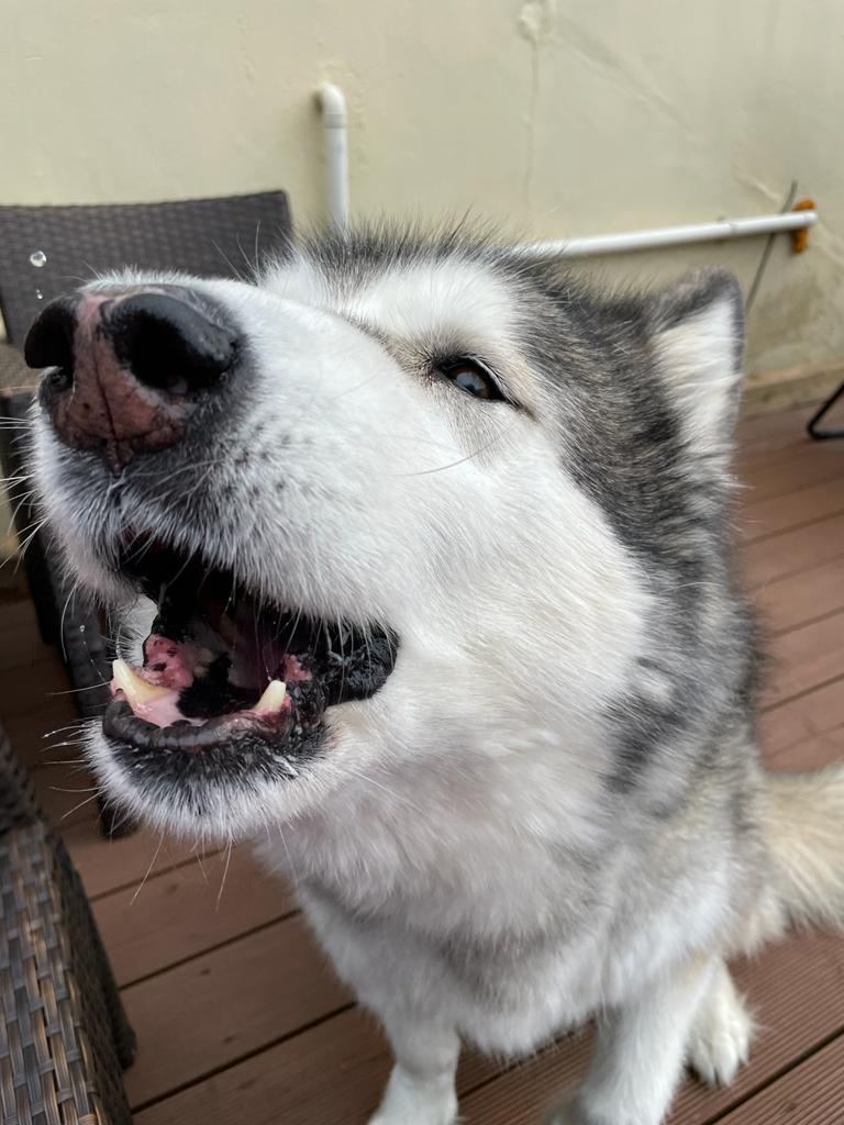 Maya