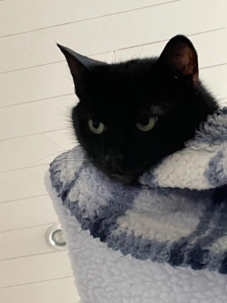 Mary cat