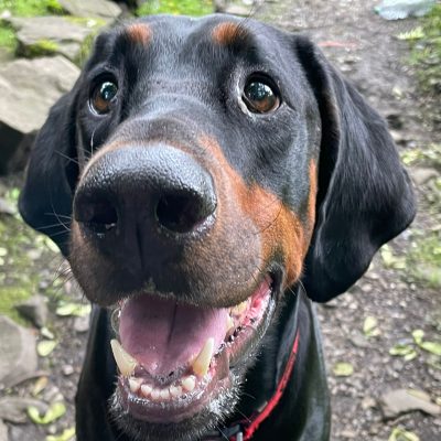 Thor in the dog training area