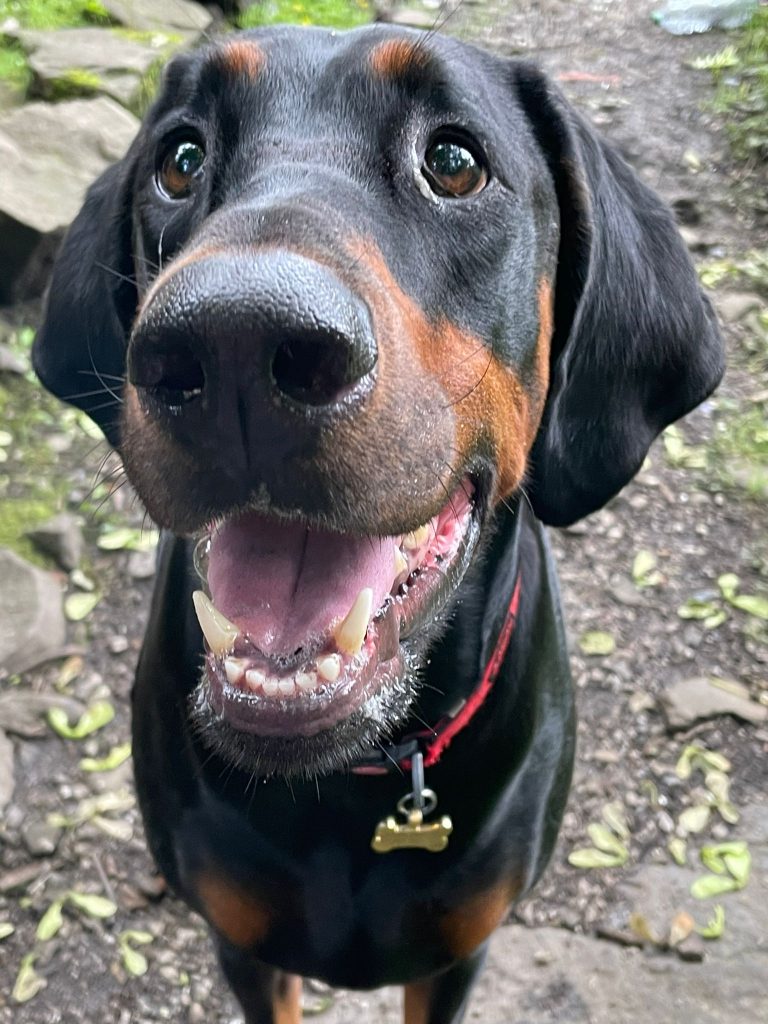 Thor dog