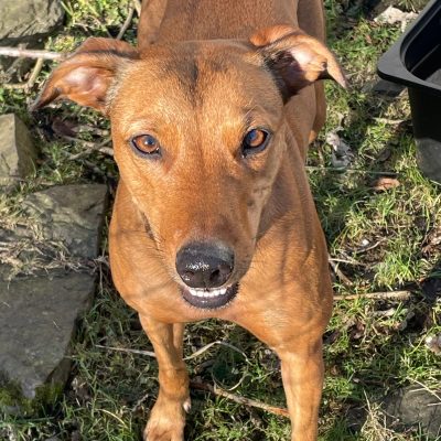 Gwen in the dog training area