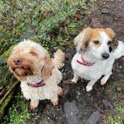 Missi and Fifi in the dog training area