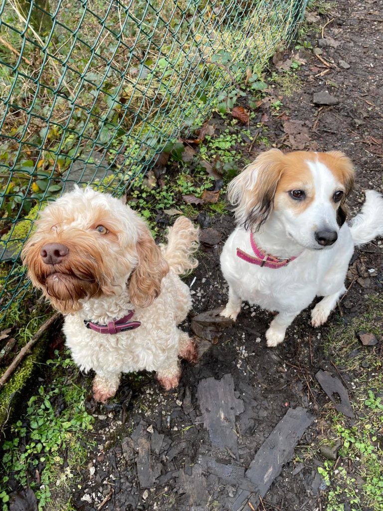 Missi and Fifi
