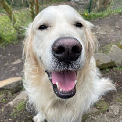 Norman in the dog training area