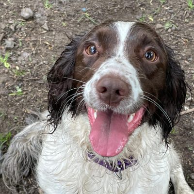 Sky in the dog training area