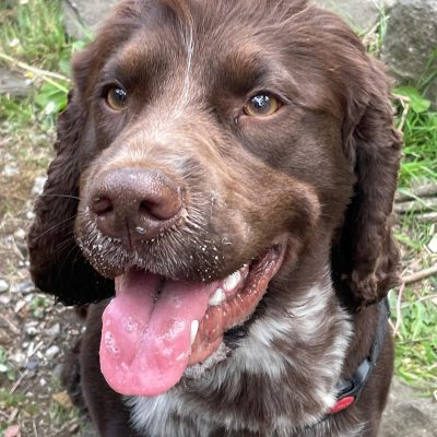 Rex in the dog training area