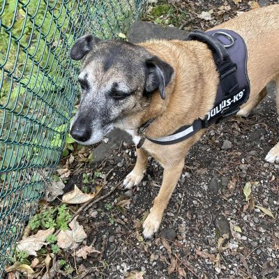 Wenna in the dog training area